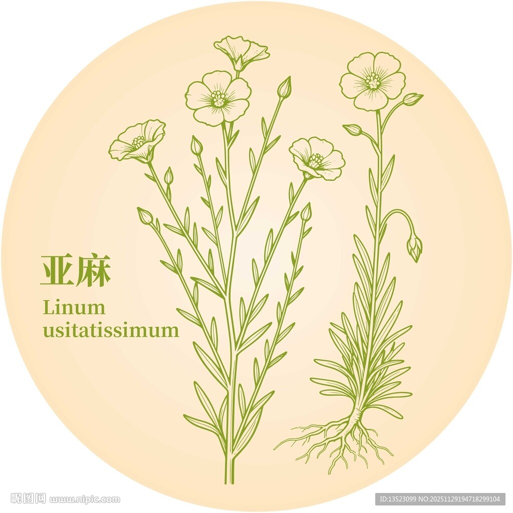 亚麻植物插画