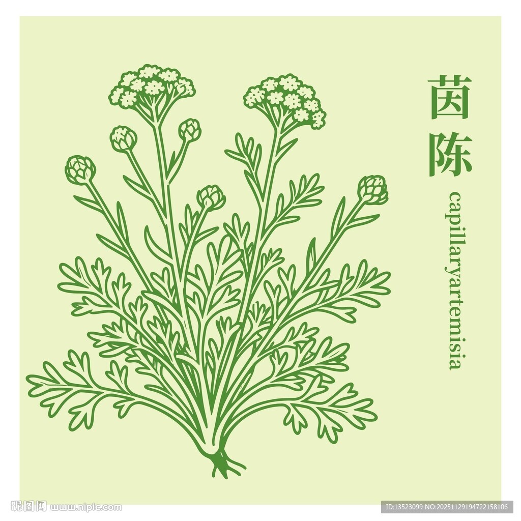 茵陈植物手绘插画