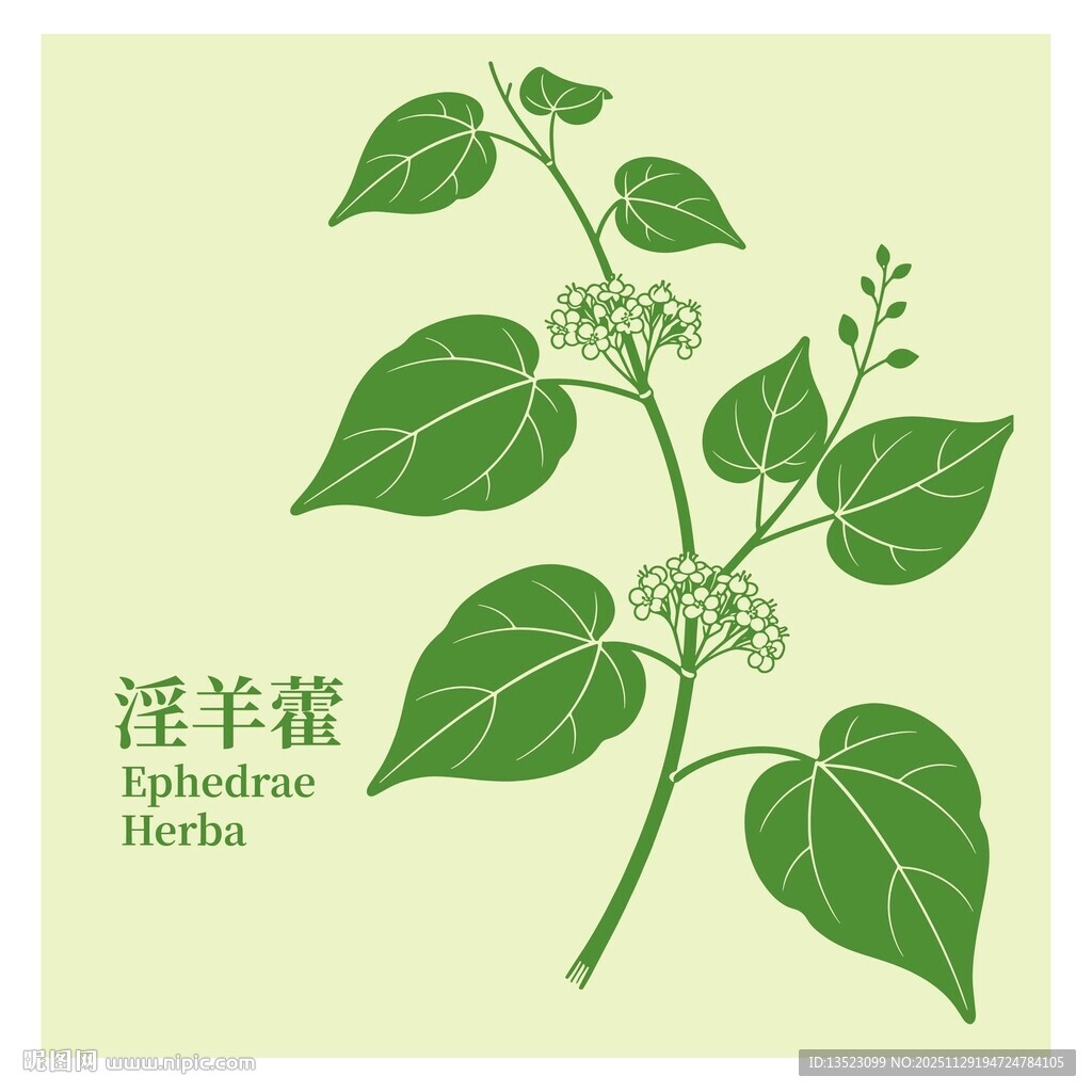 淫羊藿植物插画