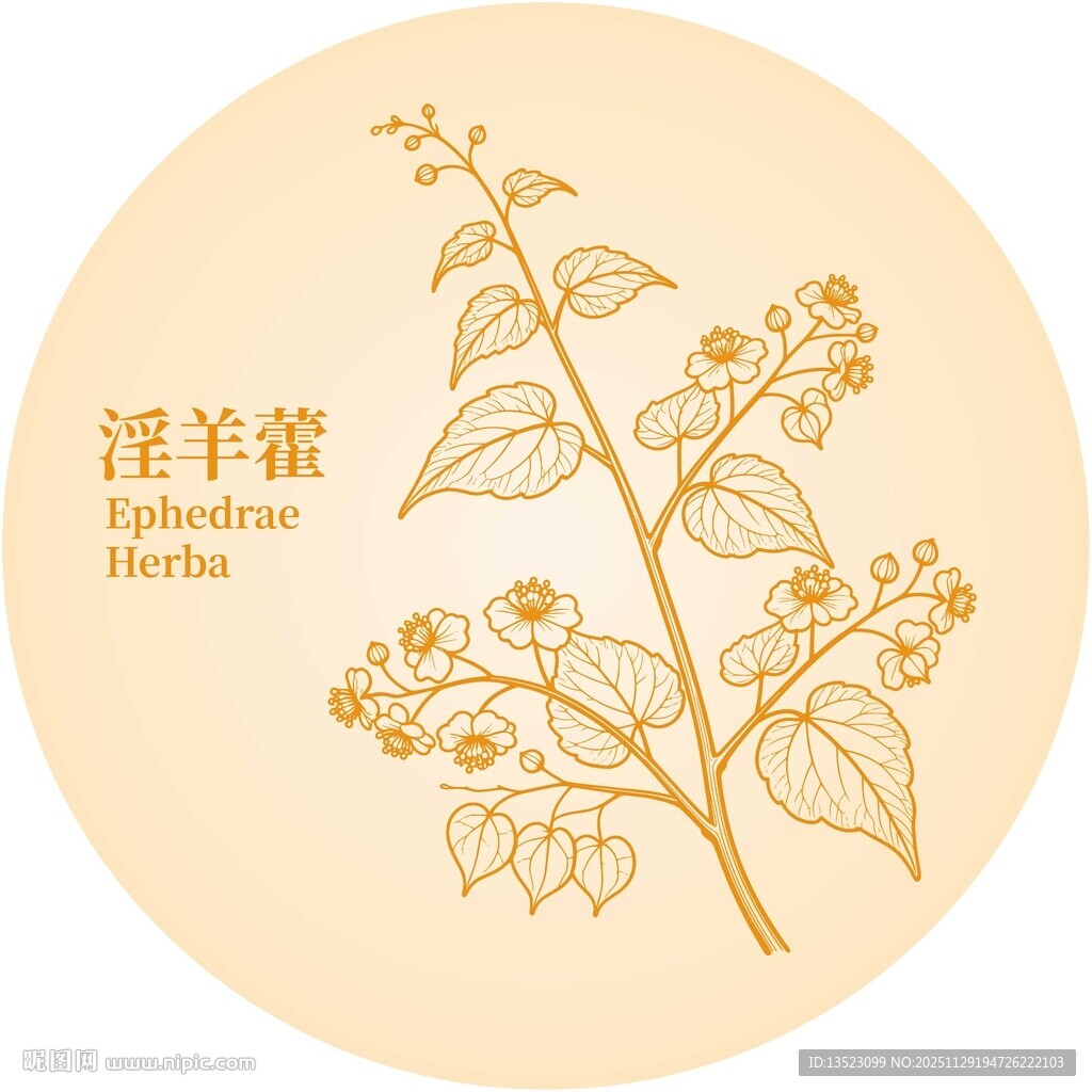 淫羊藿植物图案设计