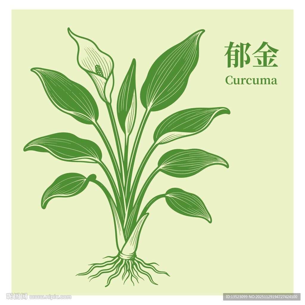 郁金植物插画图案