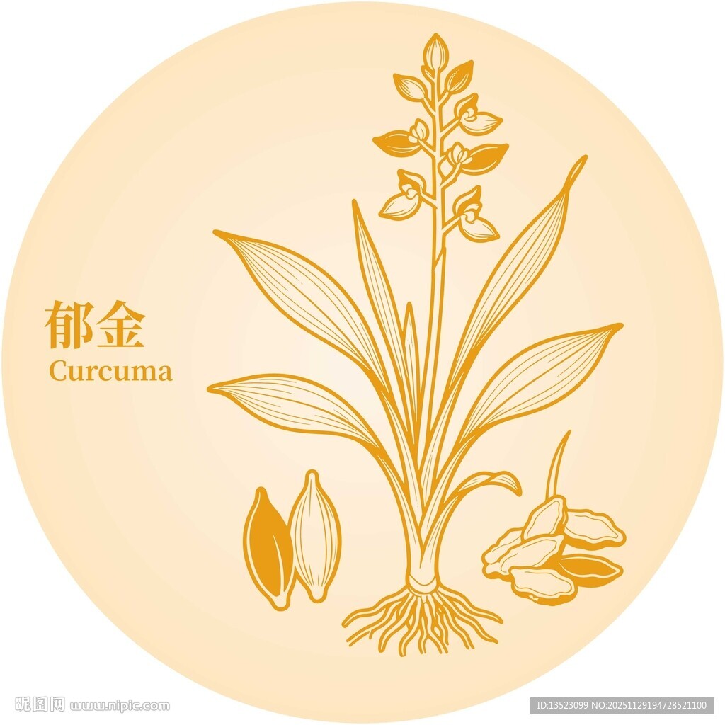 郁金植物插画图案