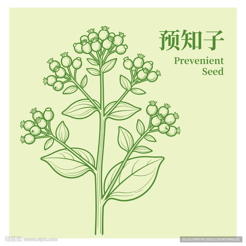 预知子植物图示