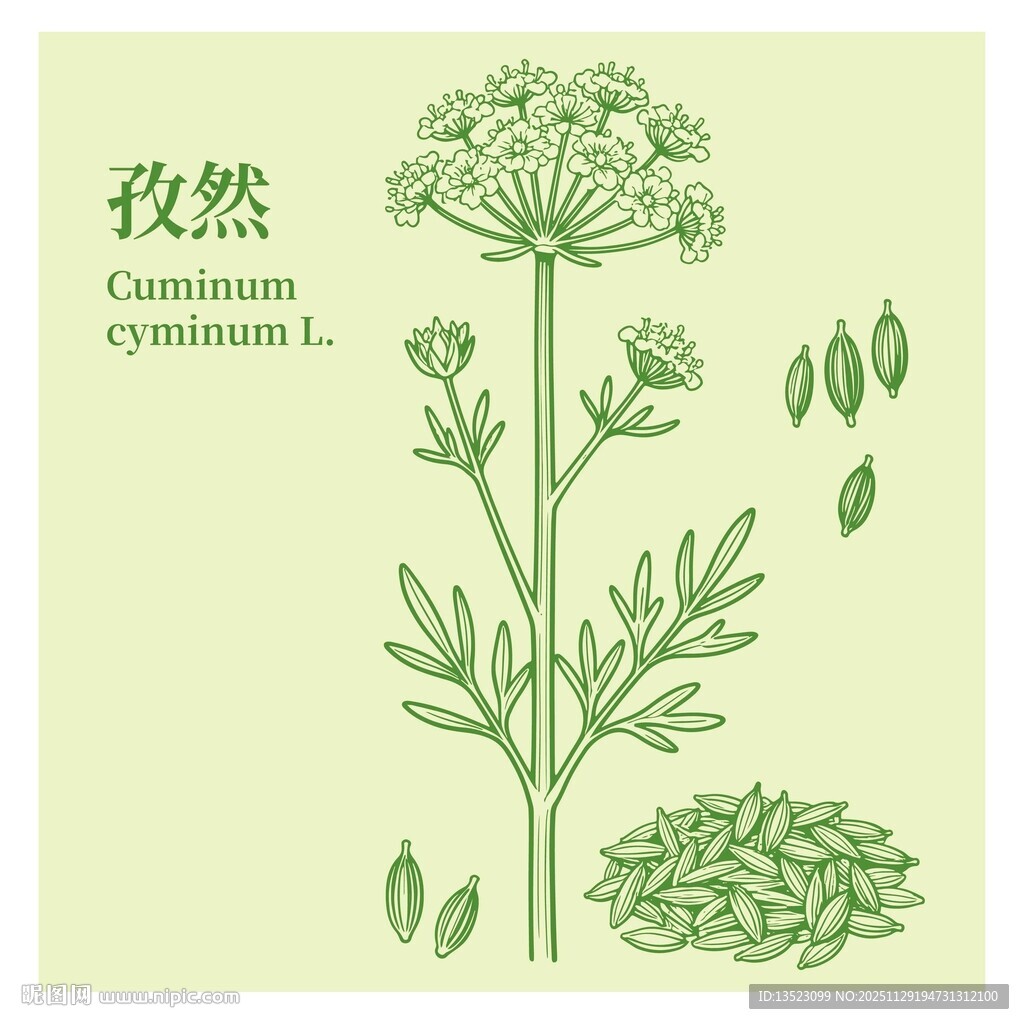 孜然植物插画