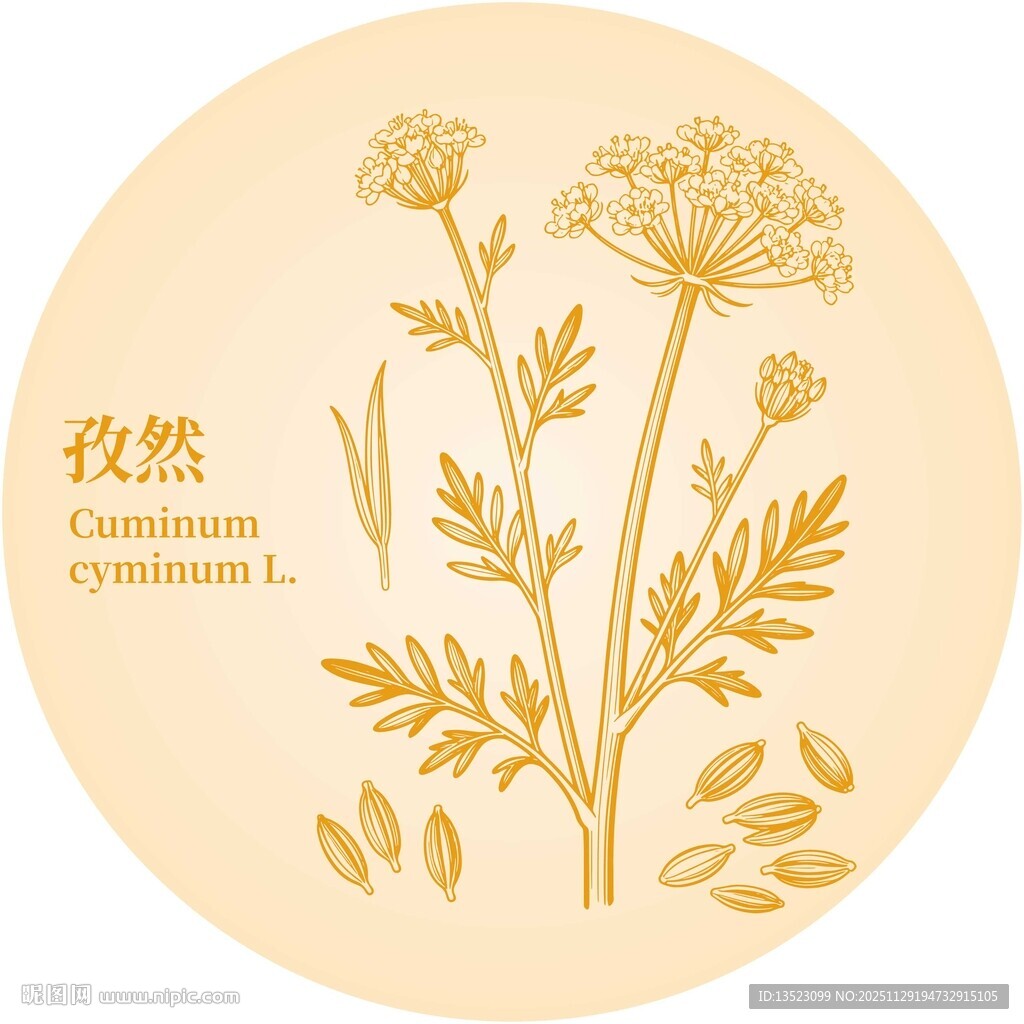 手绘孜然植物插画