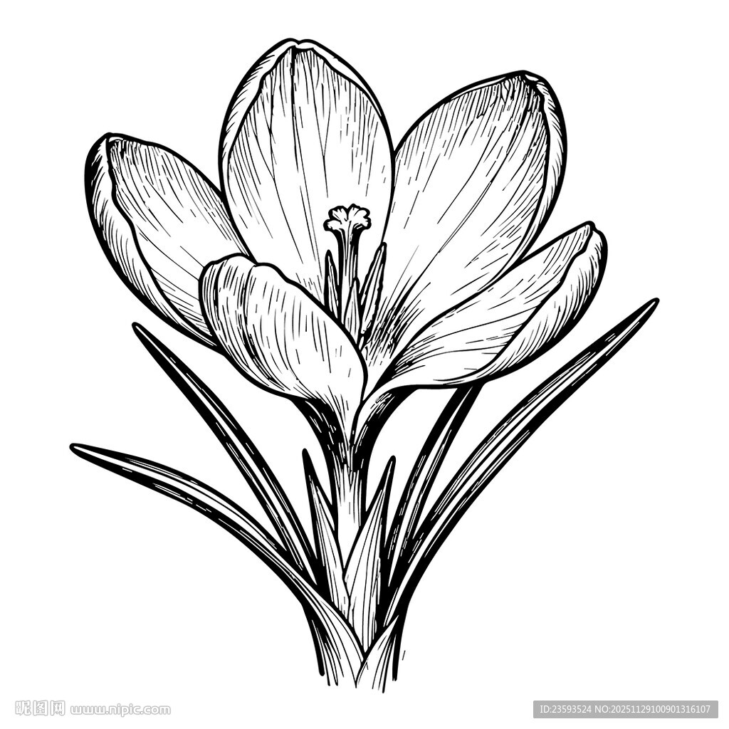番红花线描图 矢量图