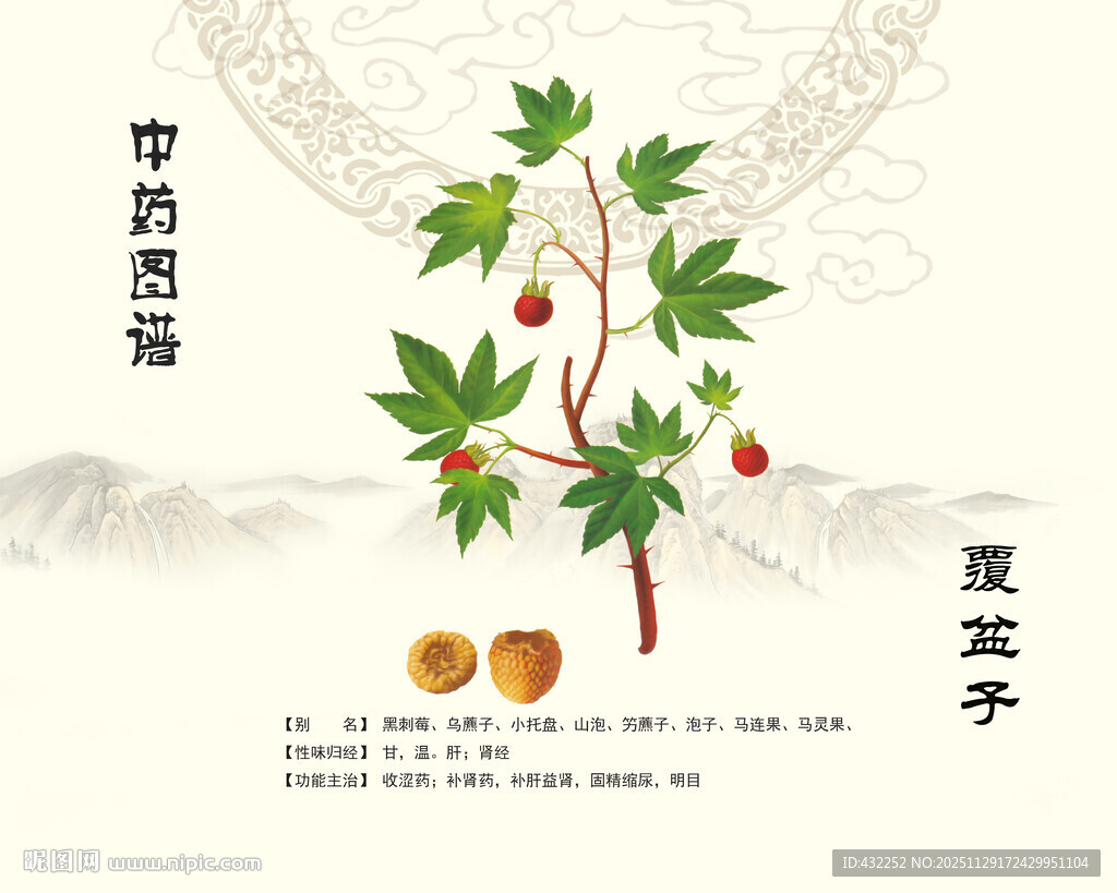 中药覆盆子插画展示