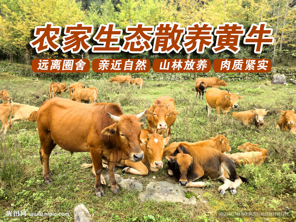 农家生态散养黄牛