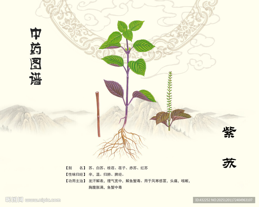 紫苏中药材紫苏