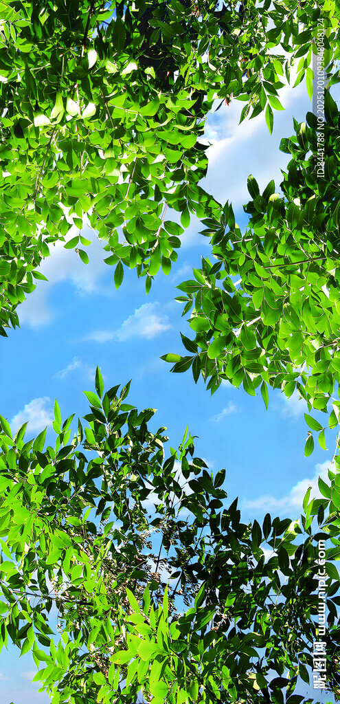 蓝天绿叶间的清新景致