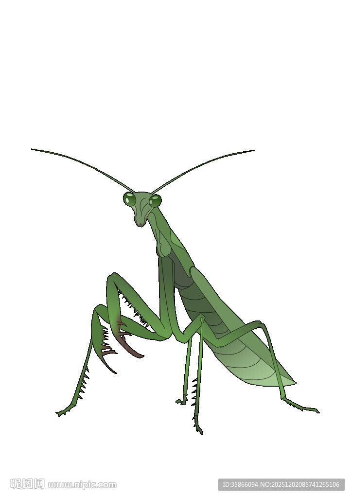 手绘免扣螳螂