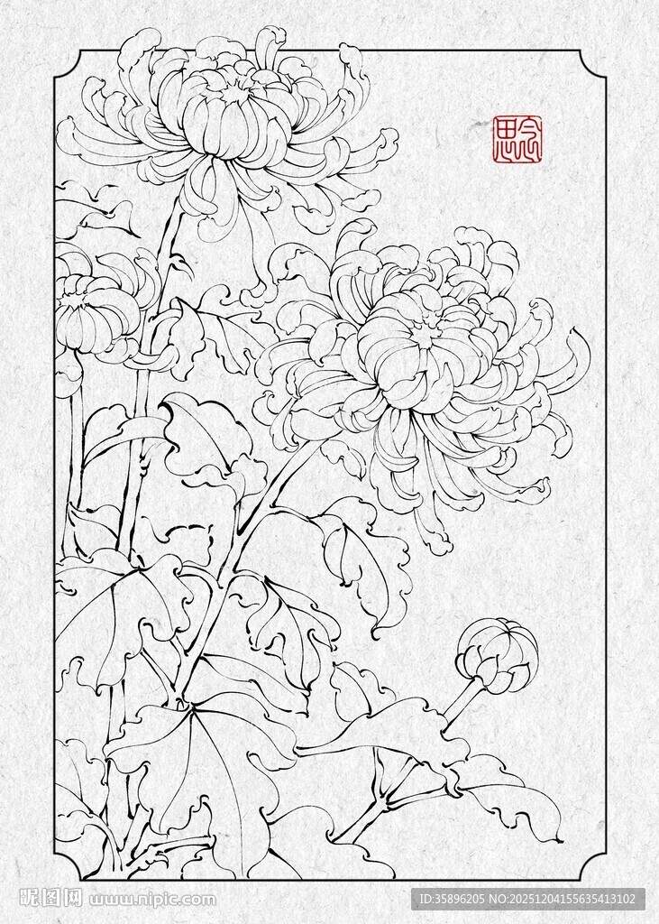 工笔画菊花白描图