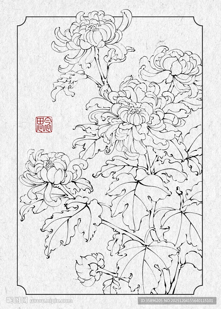 菊花白描图