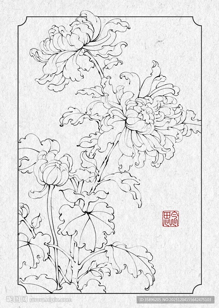 菊花白描图