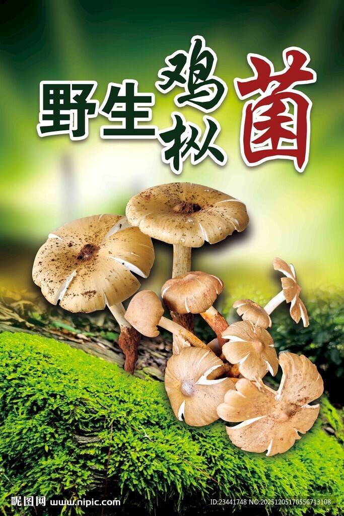 云南野生菌
