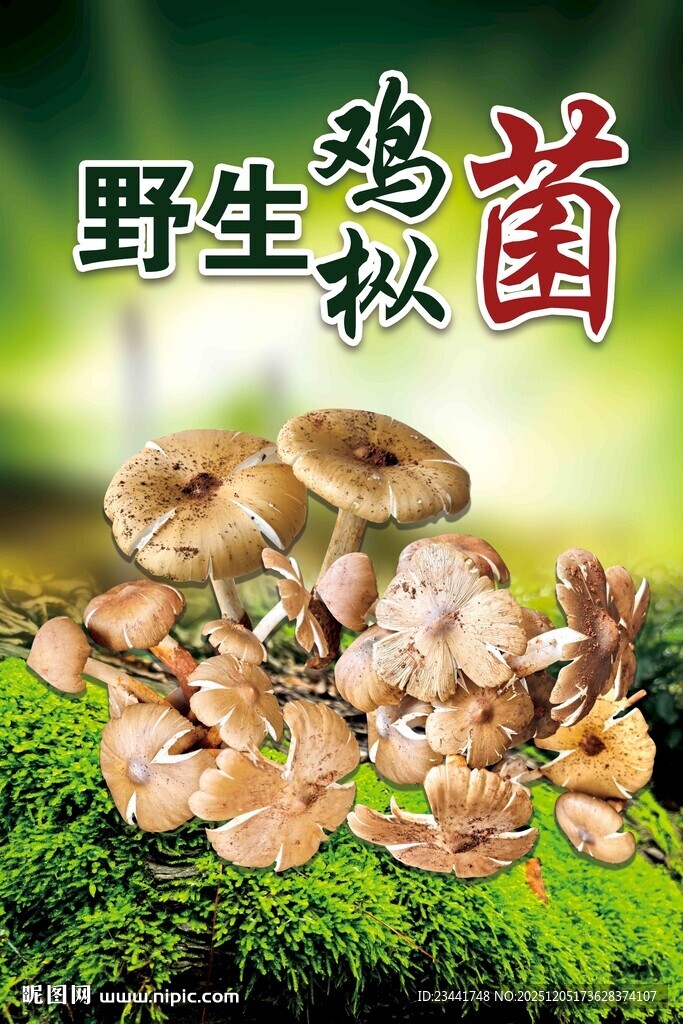 野生菌海报