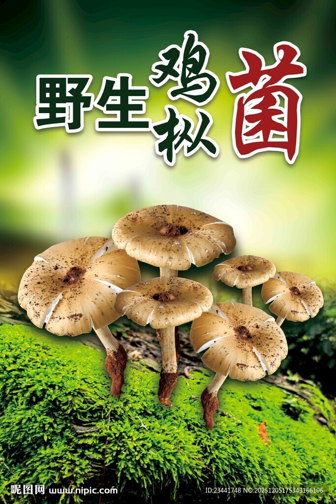野生鸡枞菌