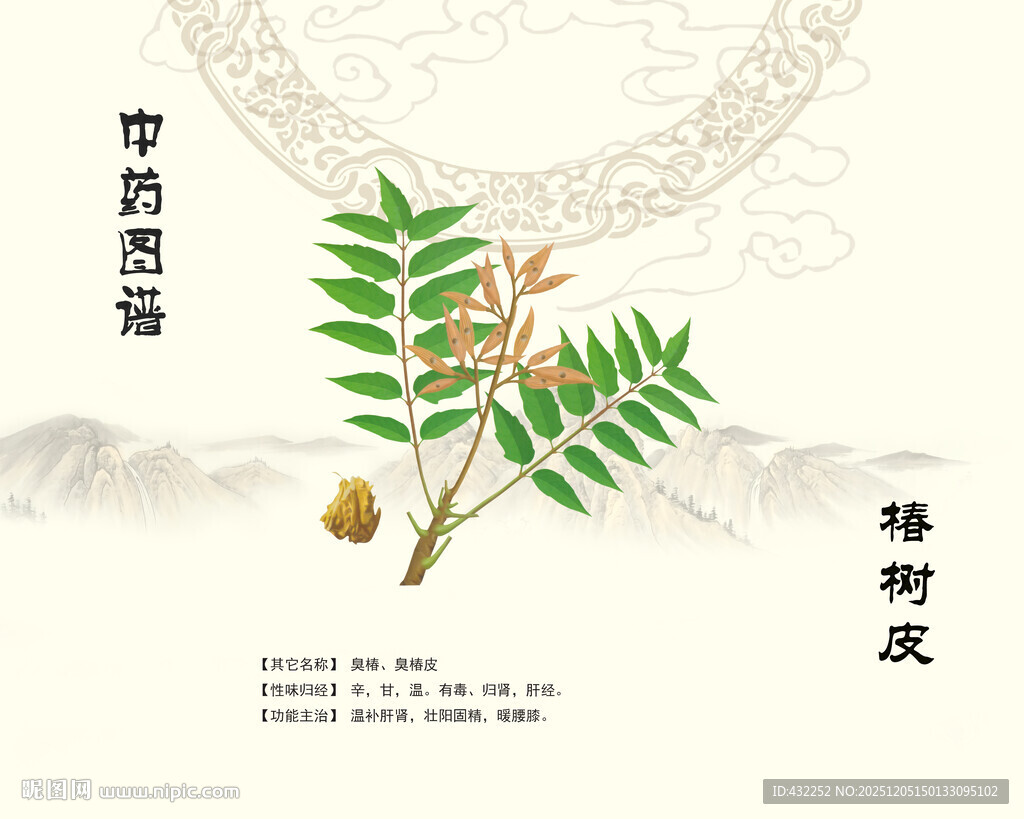 中药材椿树椿树皮