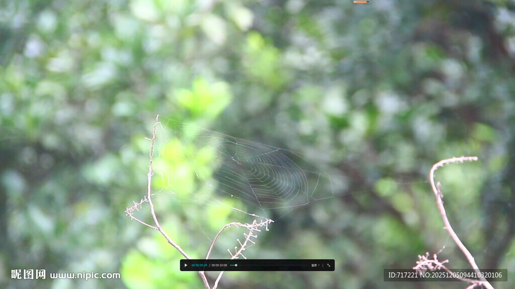 枝头嫩叶展现自然生机