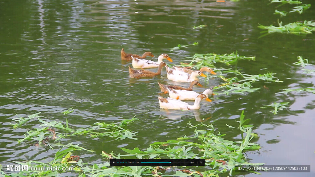 池塘中嬉戏的几只鸭子