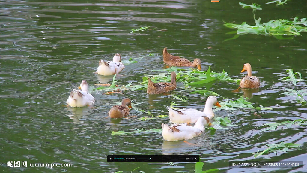 池塘中嬉戏的鸭子与荷叶