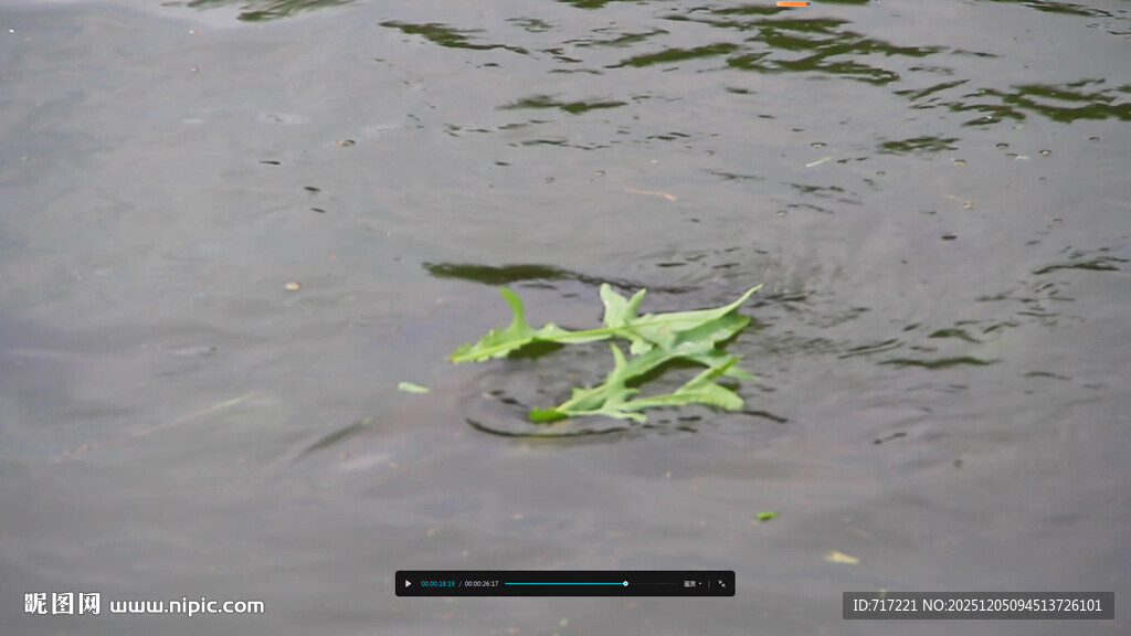 水中漂浮的绿色植物