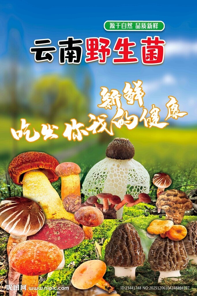 云南野生菌