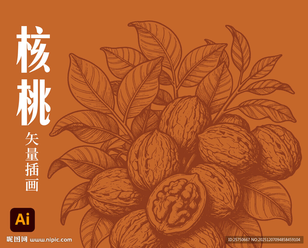 核桃插画