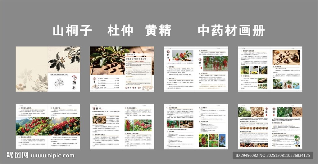山桐子中药材画册