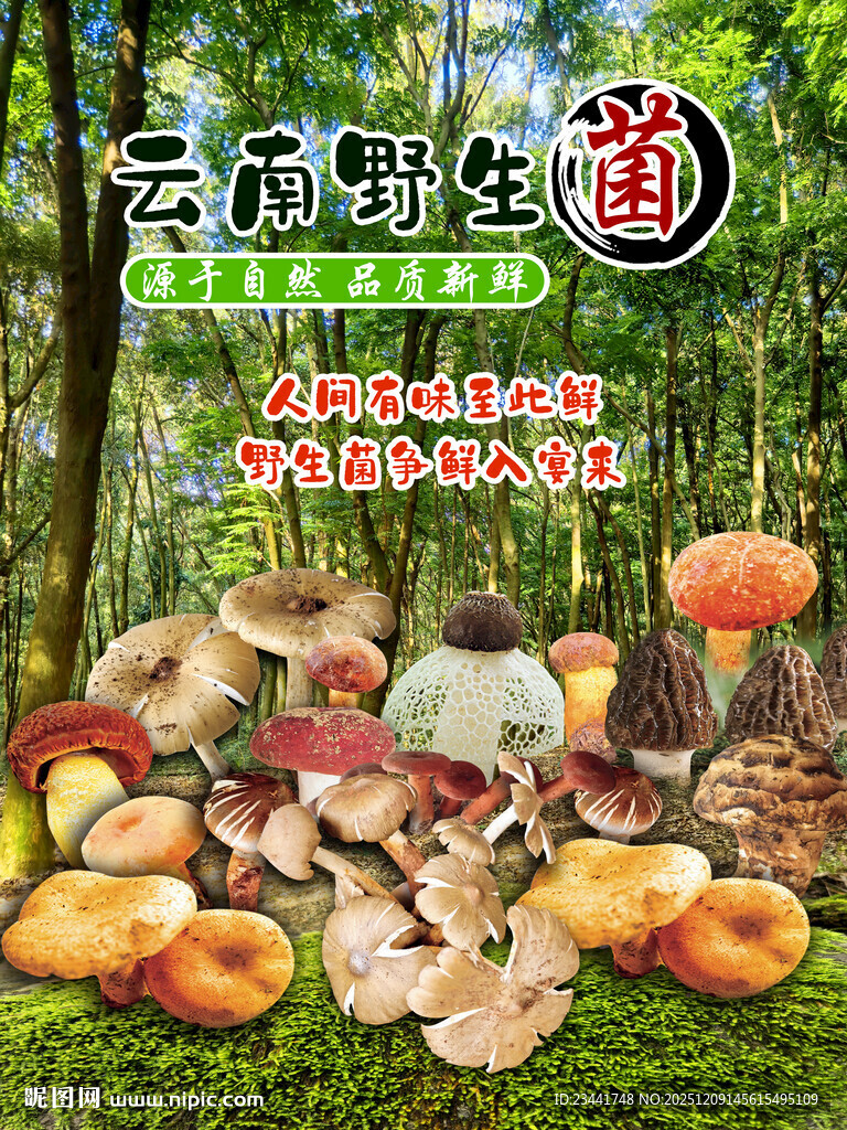 云南野生菌