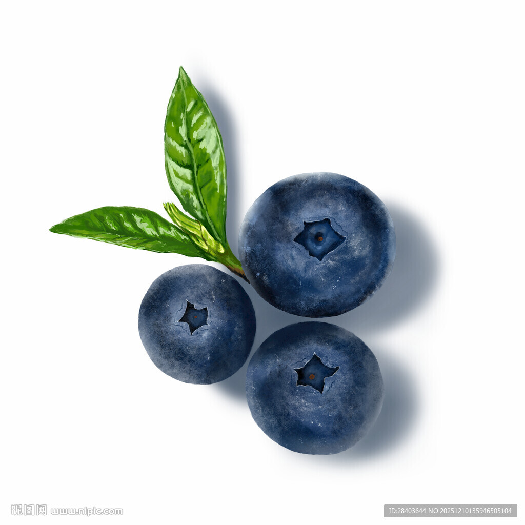 手绘蓝莓