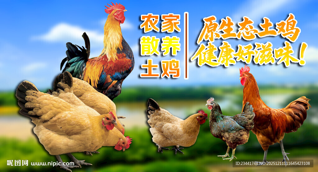 农家散养土鸡