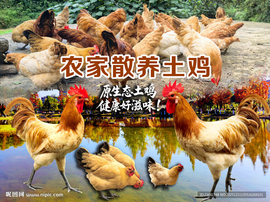农家散养土鸡