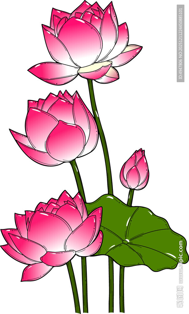 三朵绽放的美丽粉色荷花 矢量图