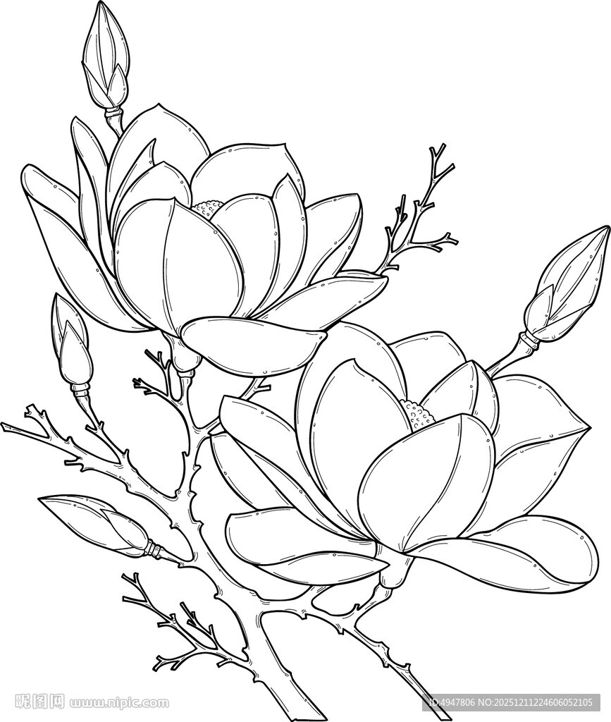 玉兰花枝线描图 矢量图