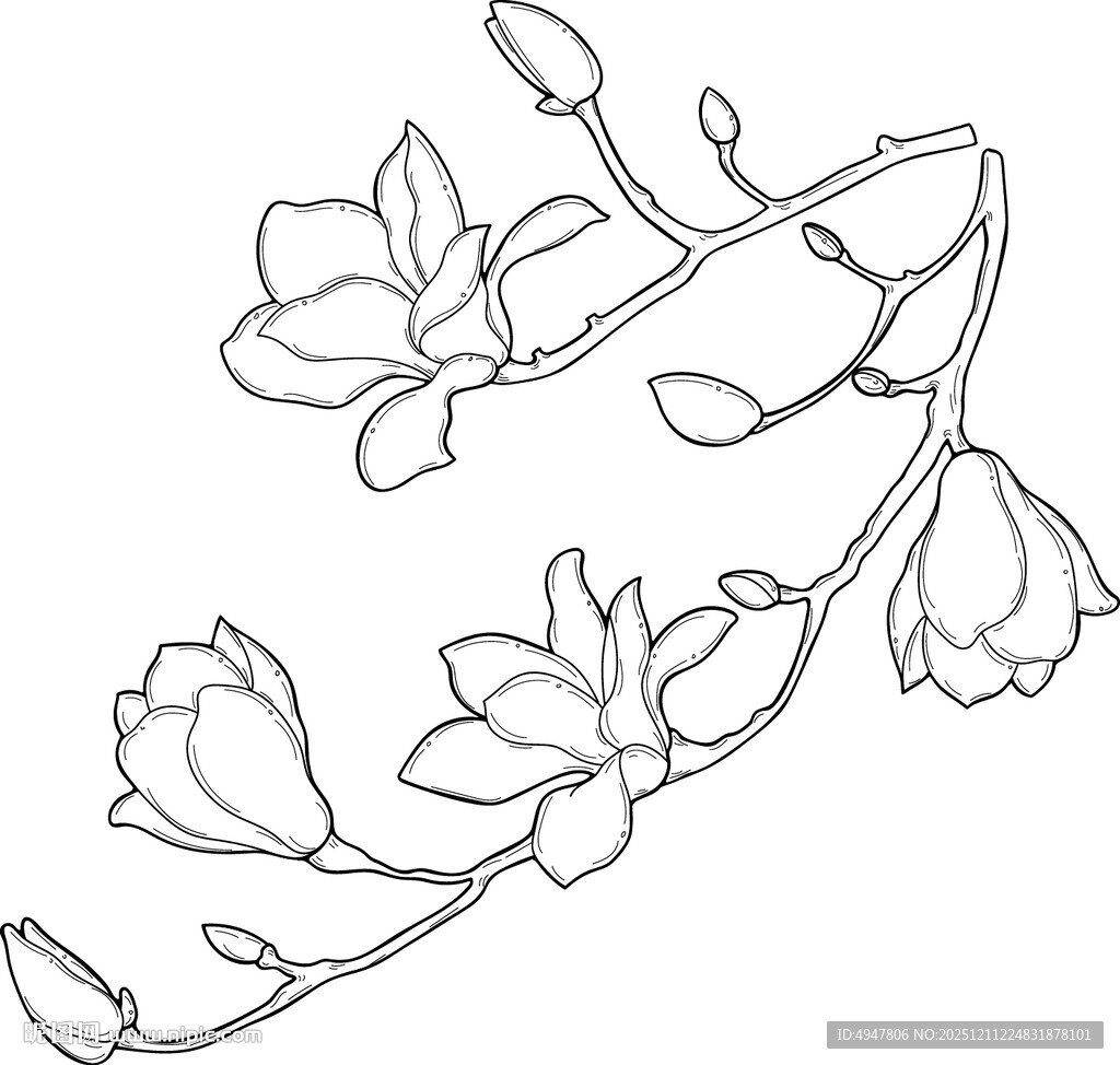 玉兰花枝线条勾勒图 矢量图