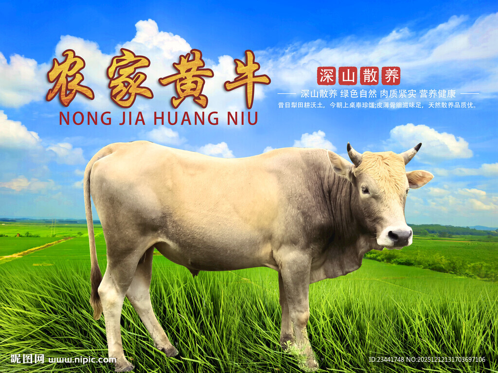 农家黄牛