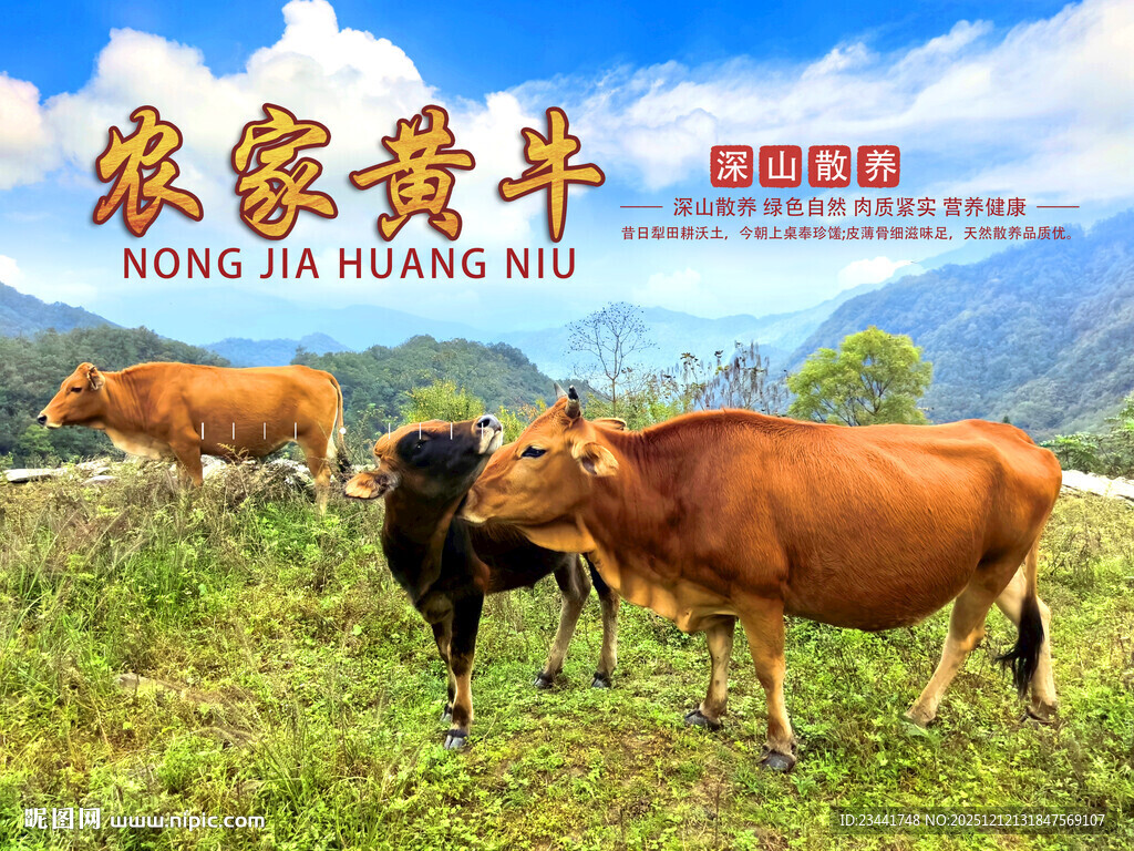 农家黄牛