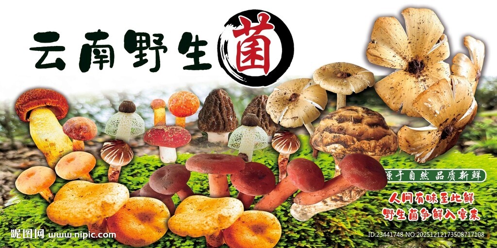 野生菌广告