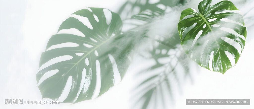 雾气磨砂膜效果绿植贴图