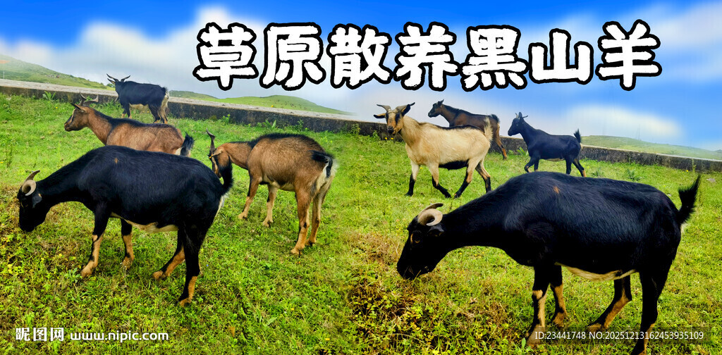 草原散养黑山羊