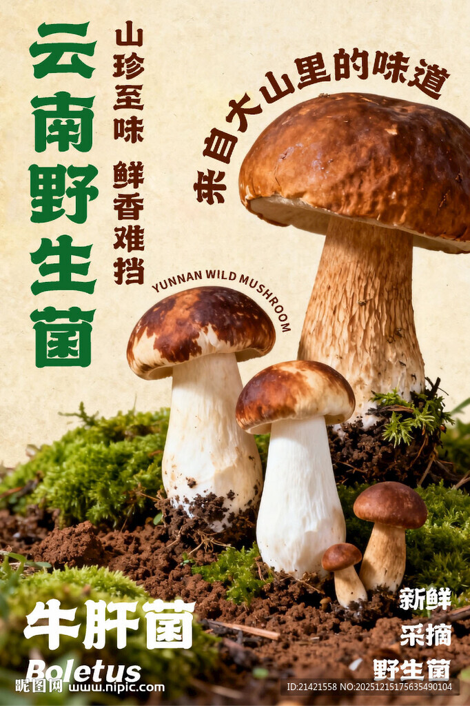 云南野生牛肝菌