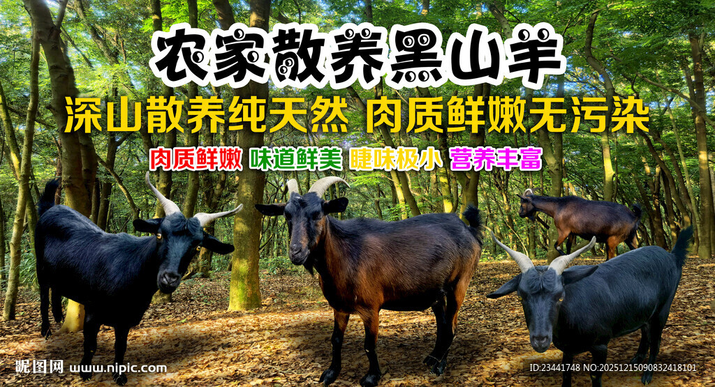 农家散养黑山羊