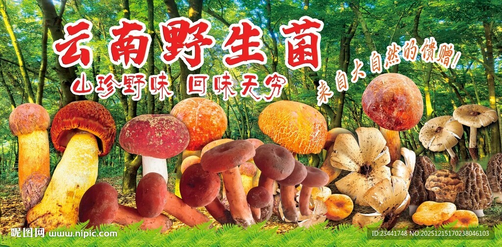 云南野生菌