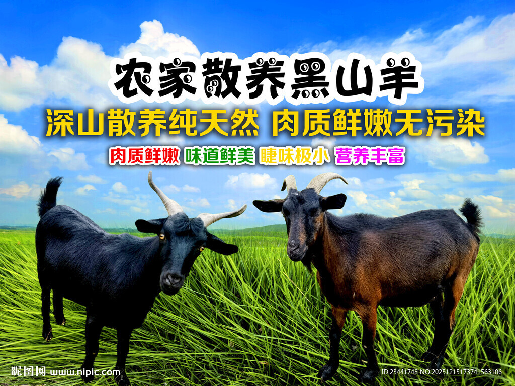 农家散养黑山羊