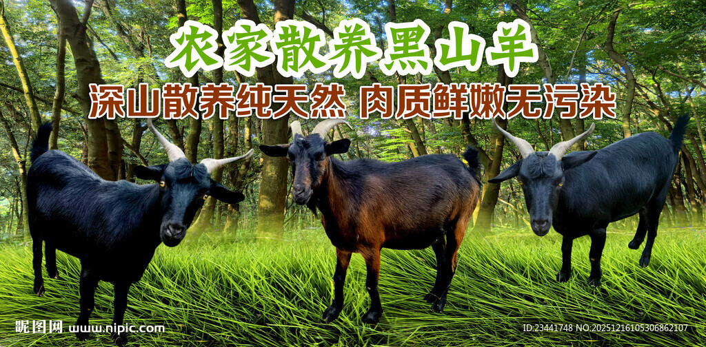 农家散养黑山羊