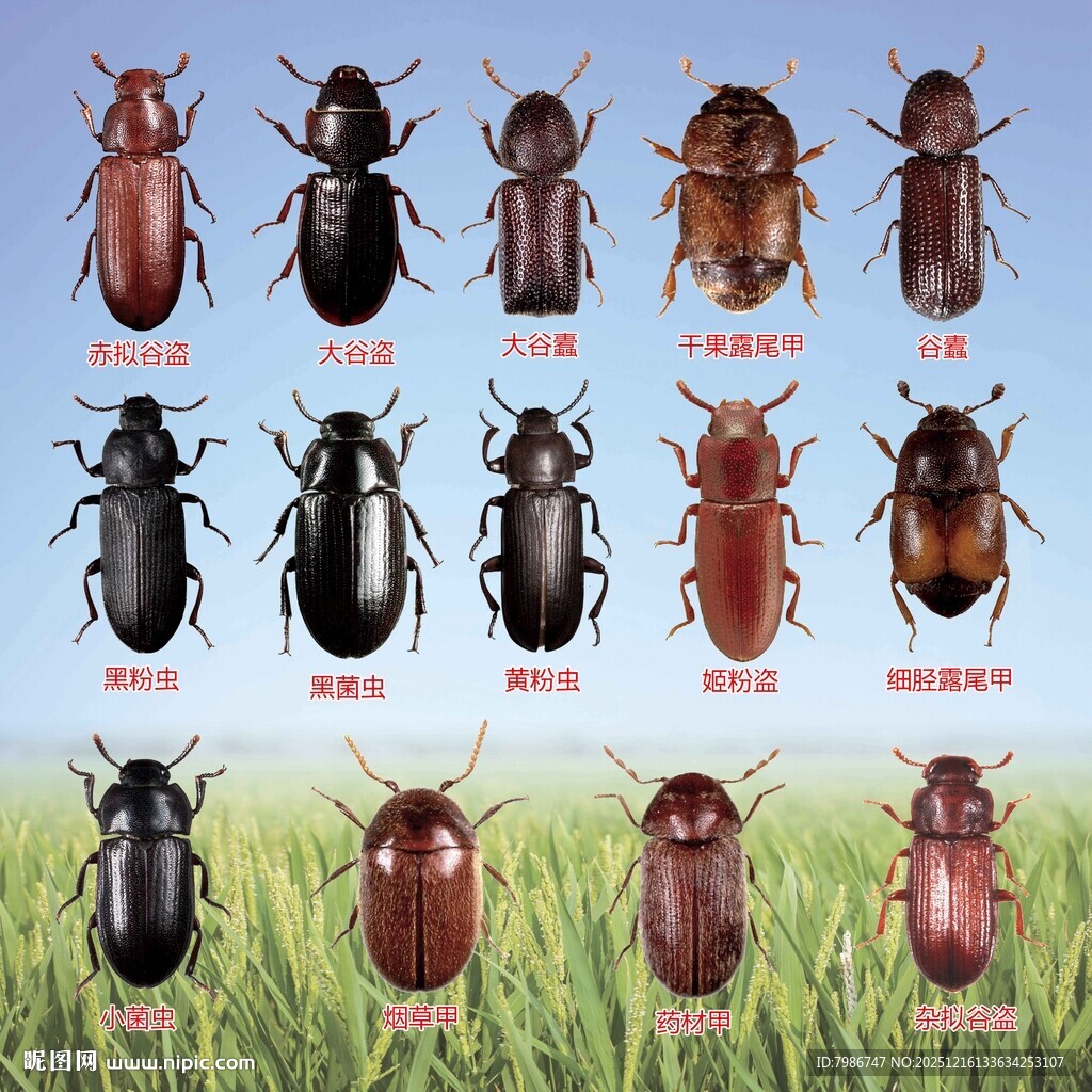 多种甲虫害虫高清展示图