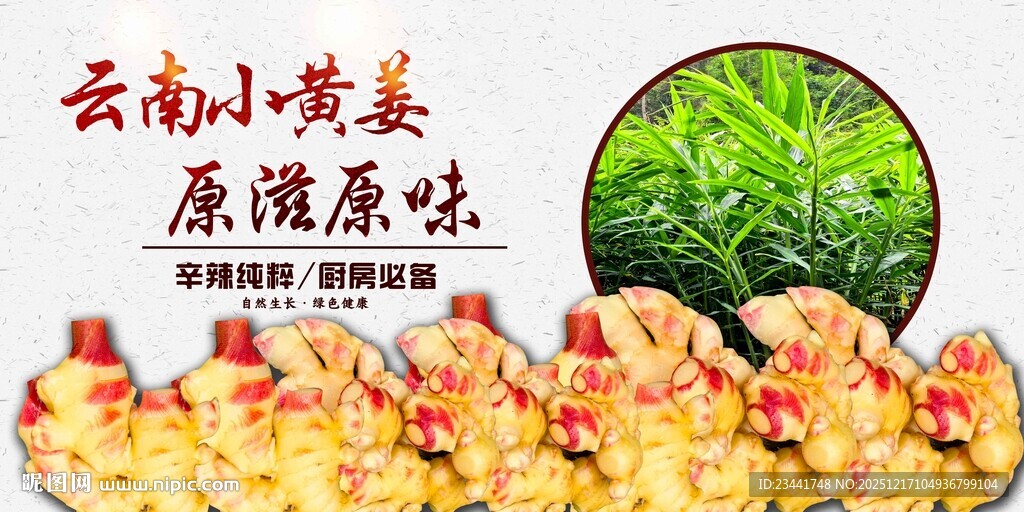 云南小黄姜