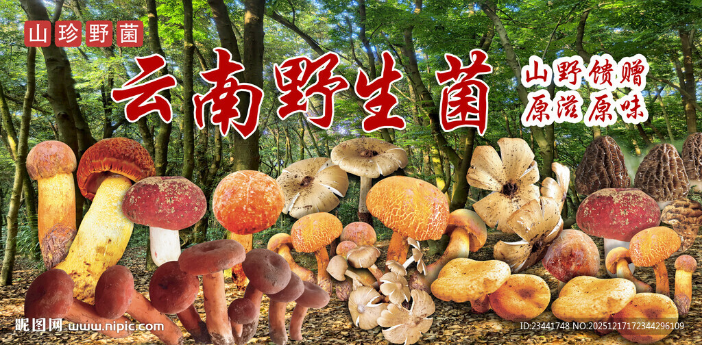 云南野生菌