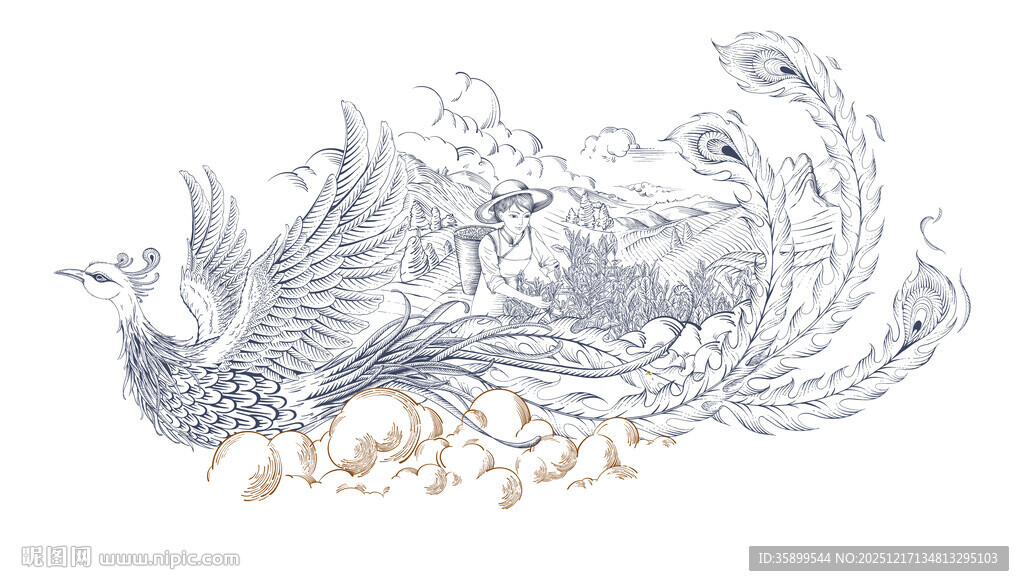 手绘凤凰单丛插画茶叶包装